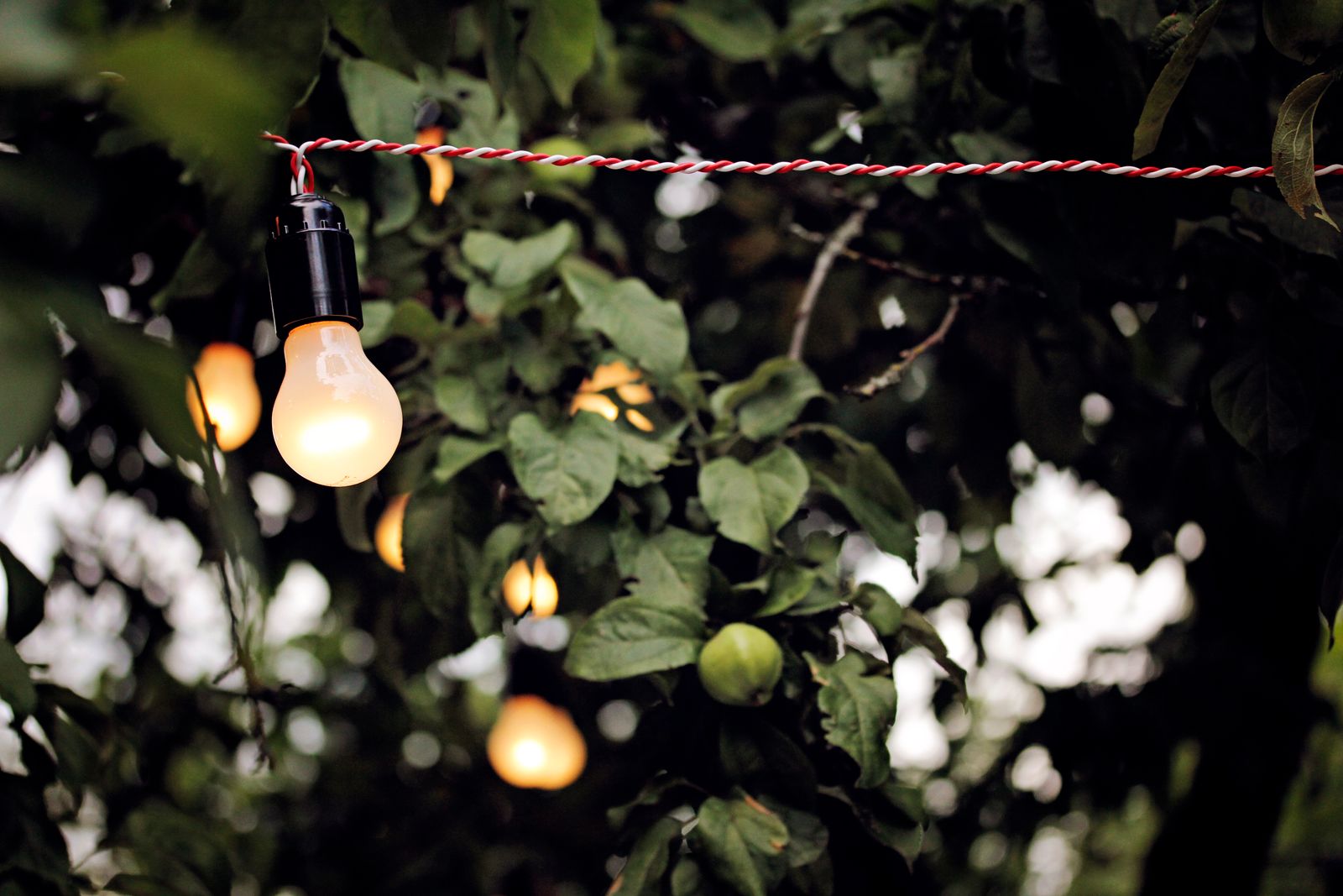 Warm string lights on a tree at twilight